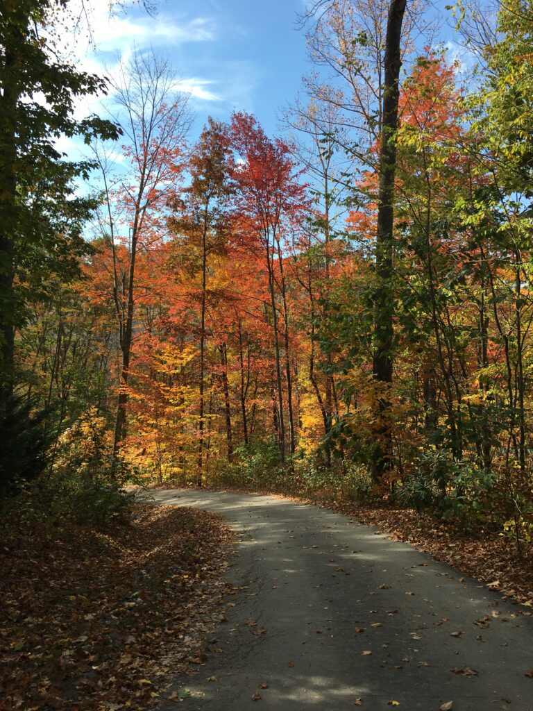 Embracing Autumn’s Palette: Exploring Fall Foliage in the Blue Ridge Mountains